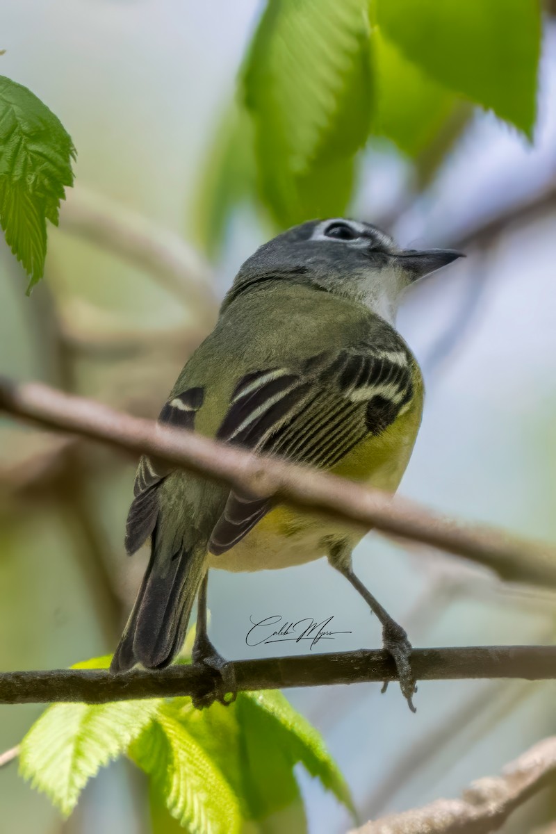 Mavi Başlı Vireo - ML635351763