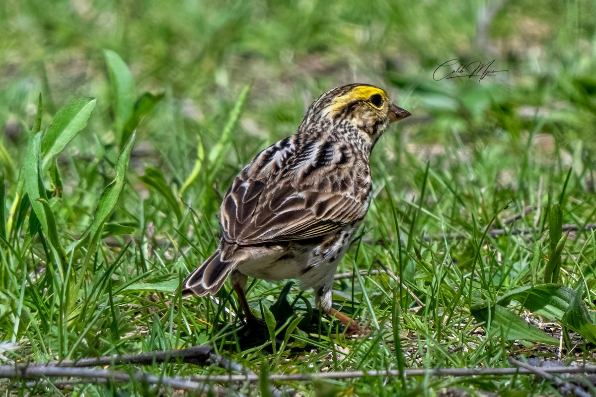 Savannah Sparrow - ML635351771