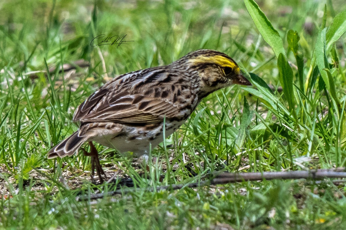 Savannah Sparrow - ML635351775