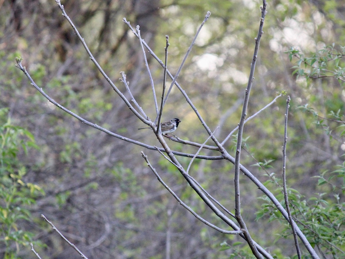 Harris's Sparrow - ML635351781