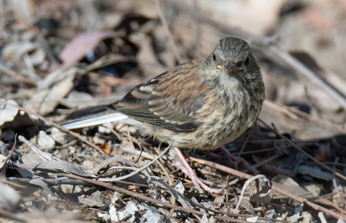Junco ardoisé - ML635351790