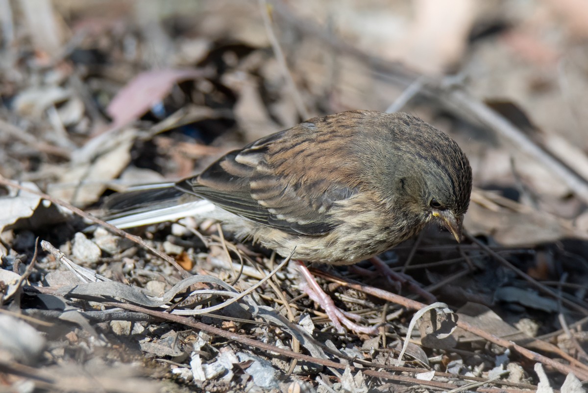 Junco ardoisé - ML635351791