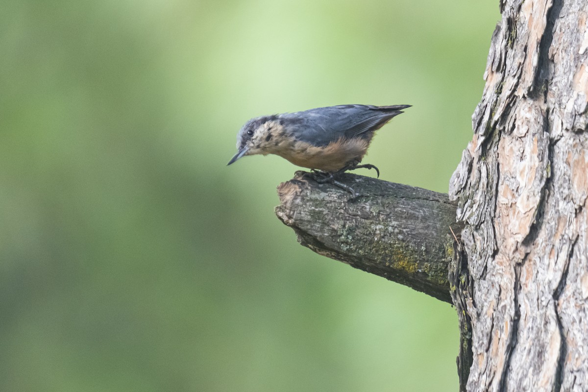 Kashmir Nuthatch - ML635351841