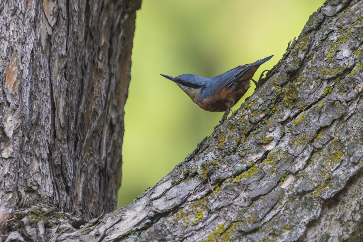 Kashmir Nuthatch - ML635351843