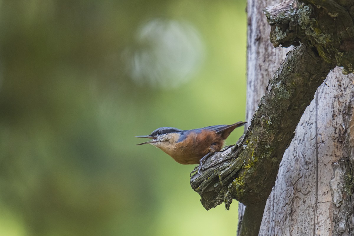 Kashmir Nuthatch - ML635351846