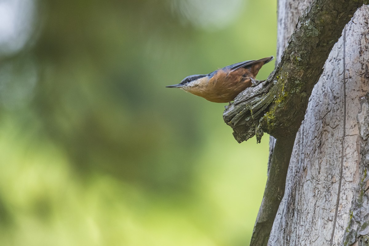 Kashmir Nuthatch - ML635351847