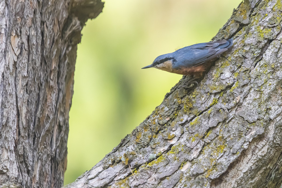Kashmir Nuthatch - ML635351848