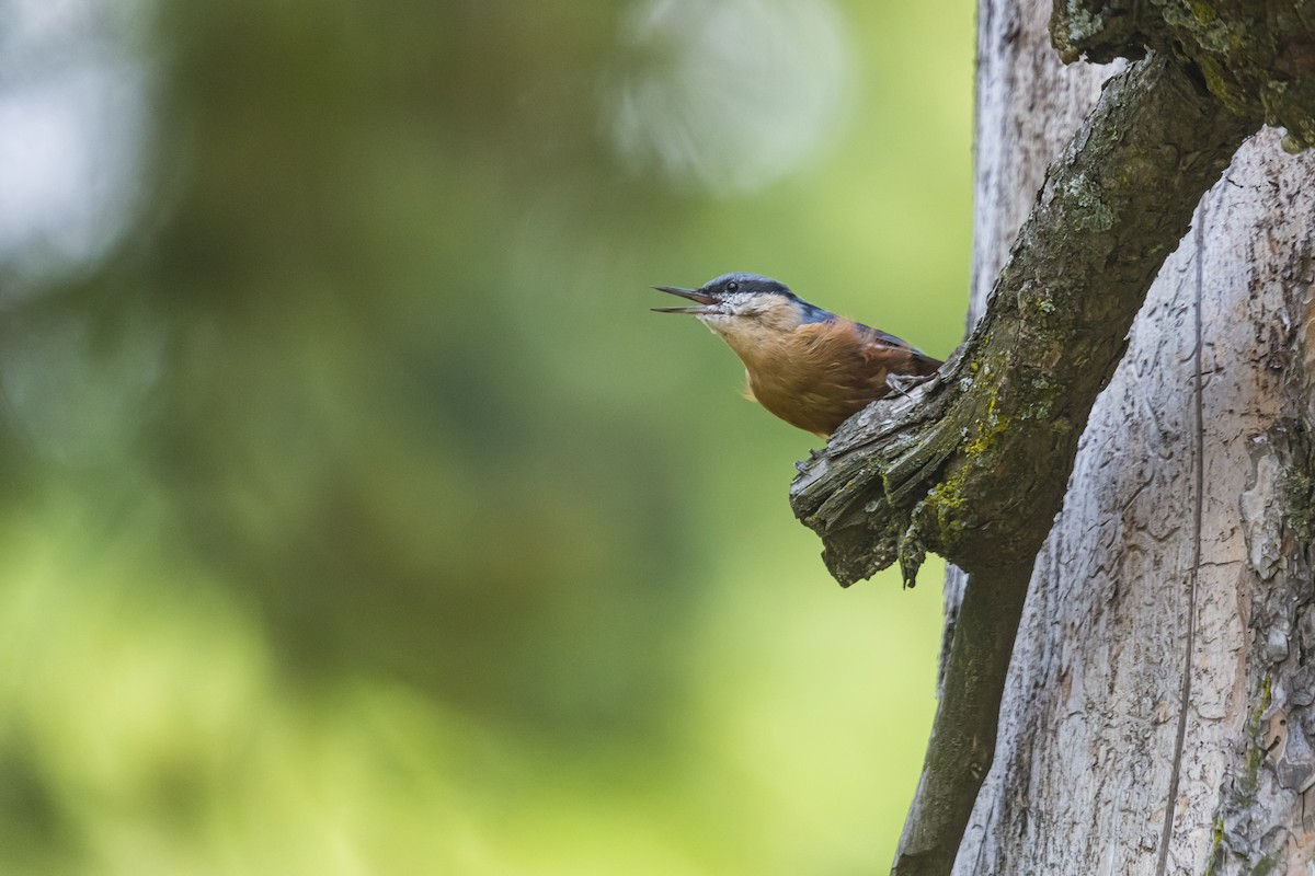 Kashmir Nuthatch - ML635351849