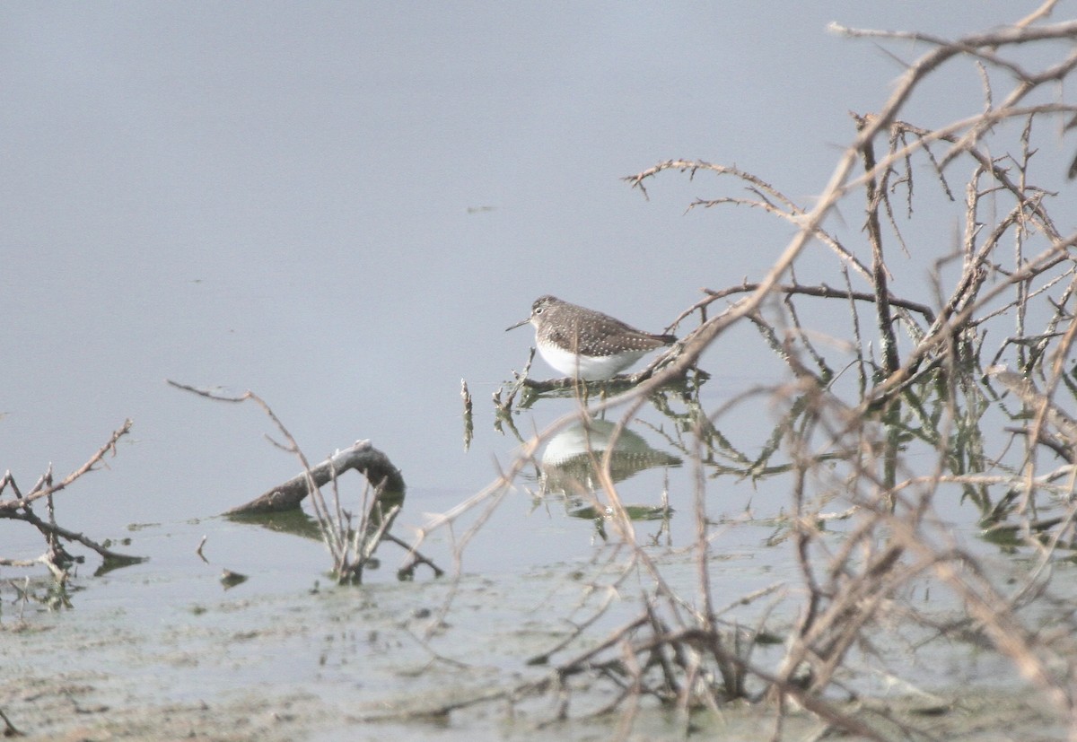 Solitary Sandpiper - ML635351869