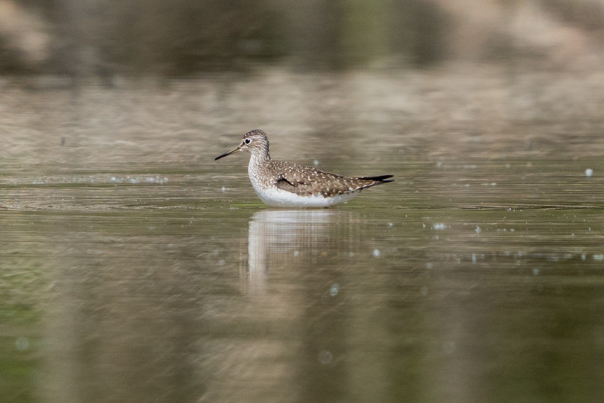 Solitary Sandpiper - ML635351877
