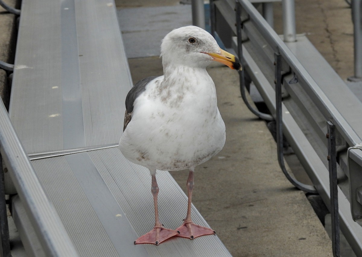 Western Gull - ML635351886
