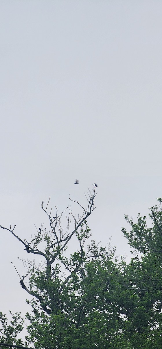 European Starling - ML635351891