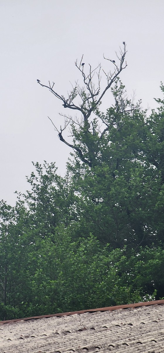European Starling - ML635351892