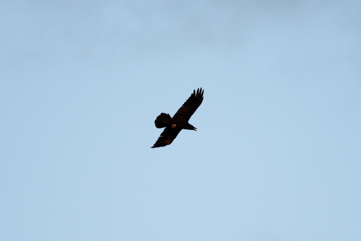 Common Raven - ML635351907