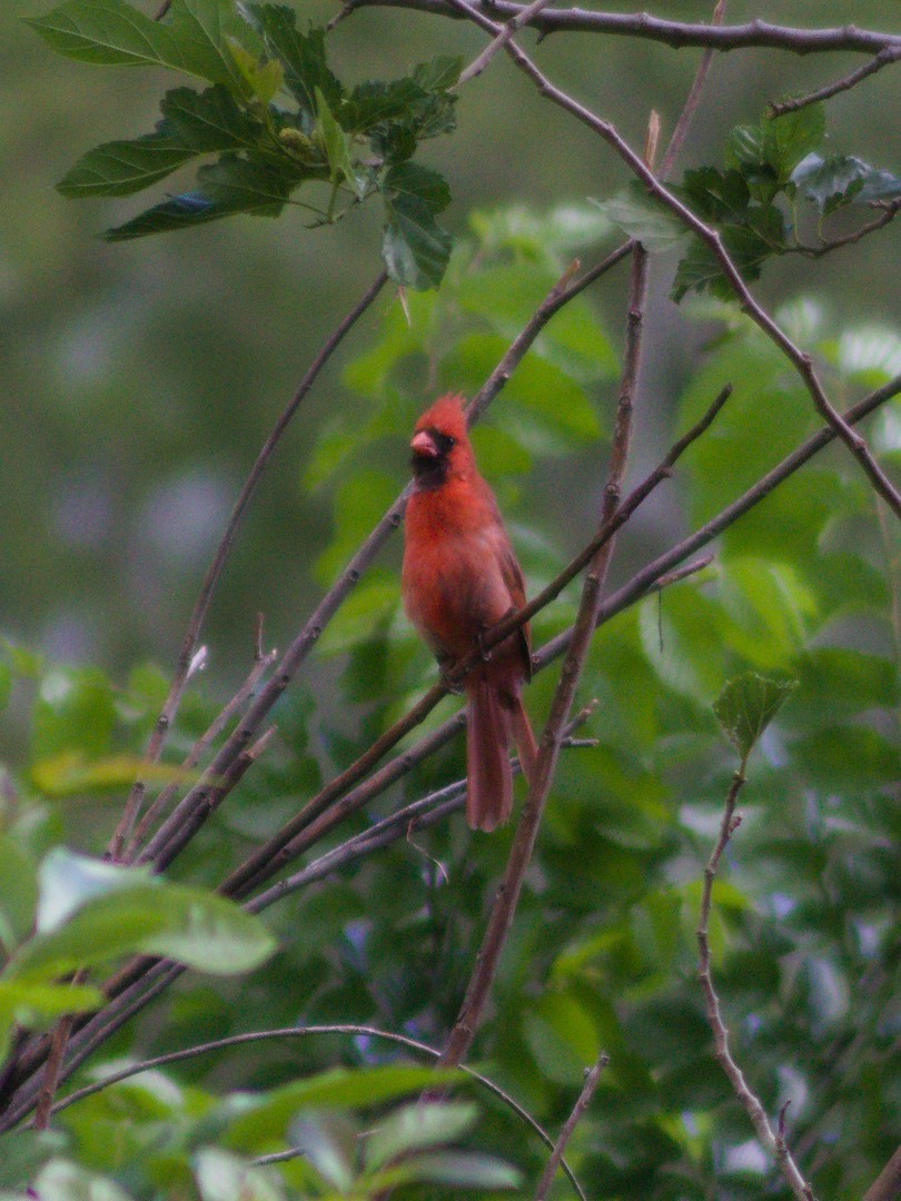 Northern Cardinal - ML635351909