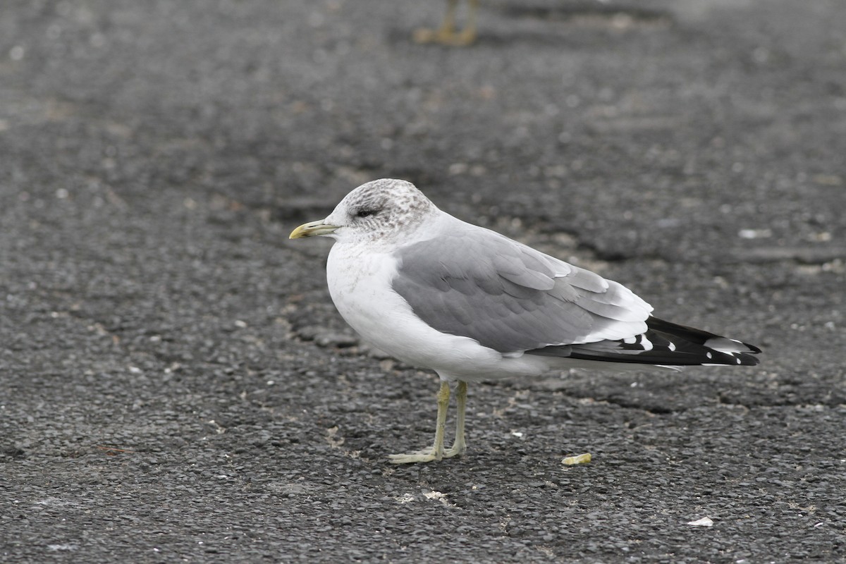 Common Gull (Kamchatka) - ML635351915
