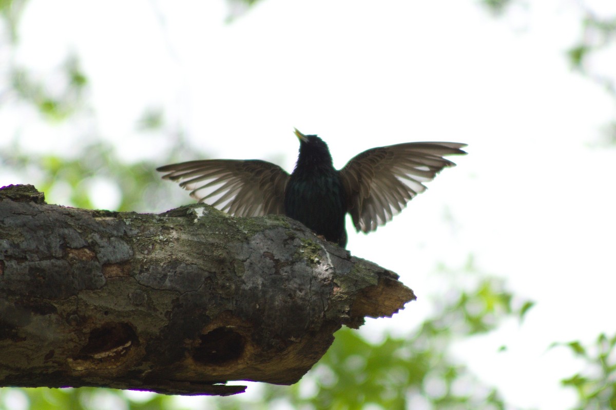 European Starling - ML635351938