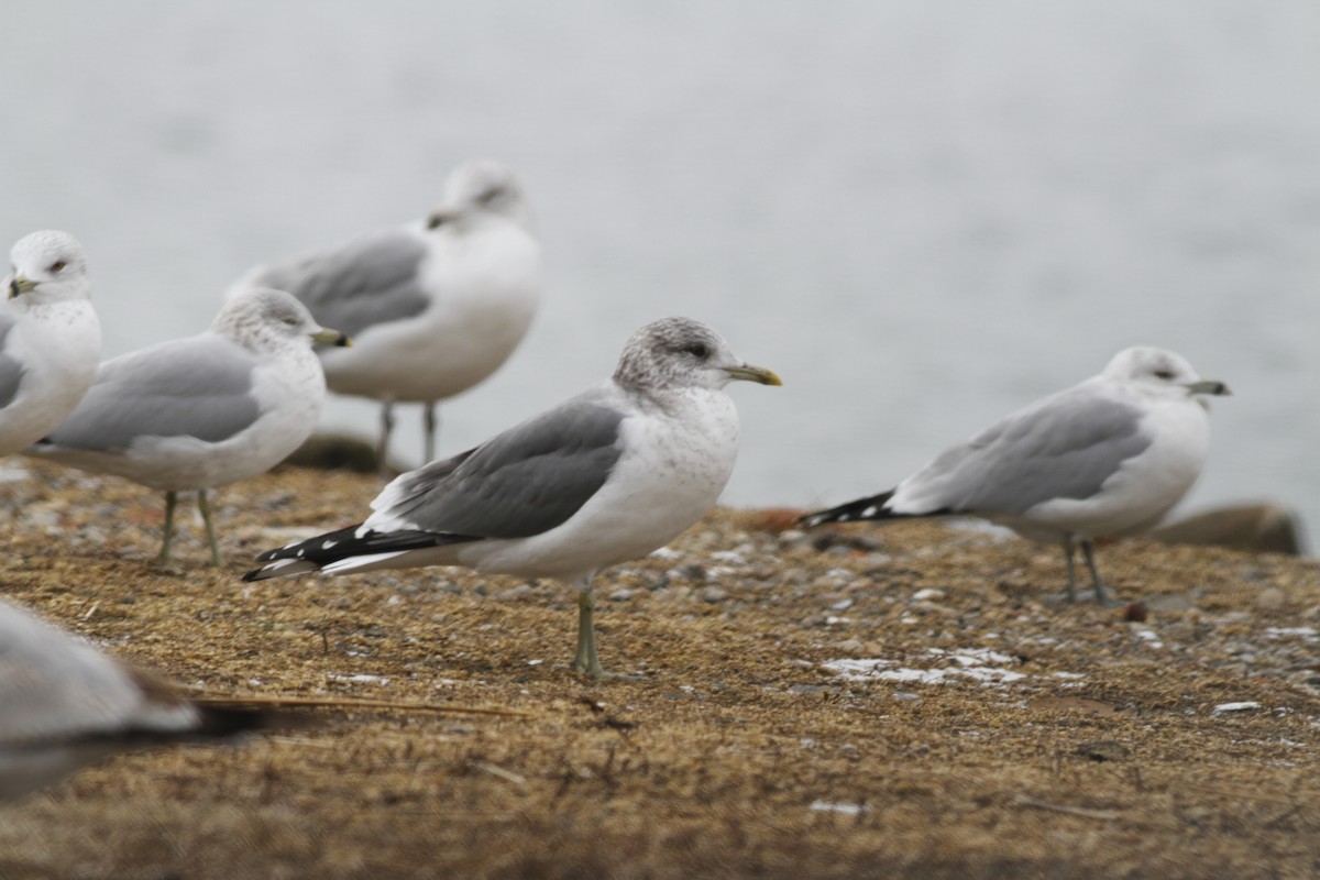 Common Gull (Kamchatka) - ML635351943