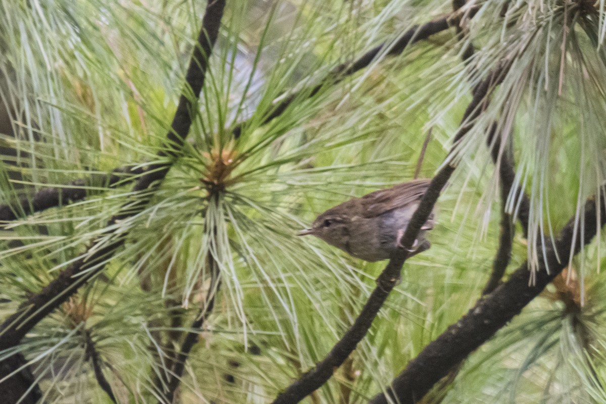 Brownish-flanked Bush Warbler - ML635351945