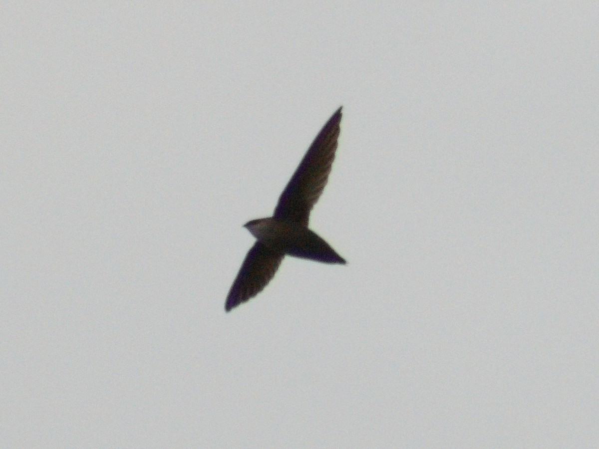 Chimney Swift - ML635351953
