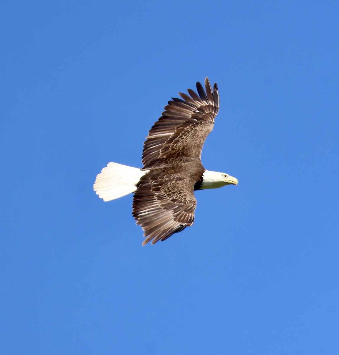 Bald Eagle - ML635351963