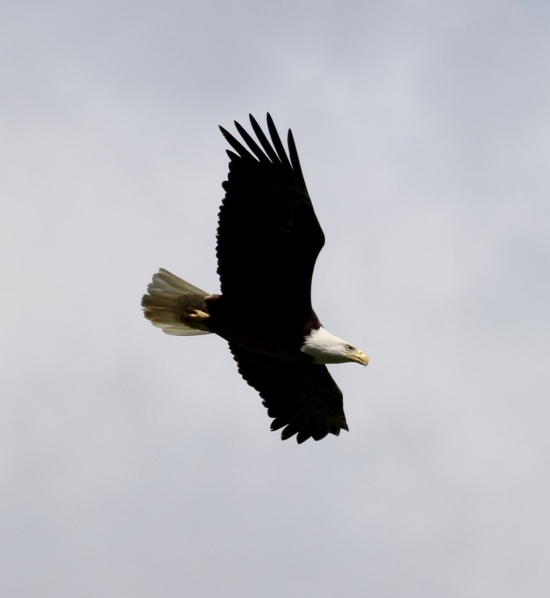 Bald Eagle - ML635351964