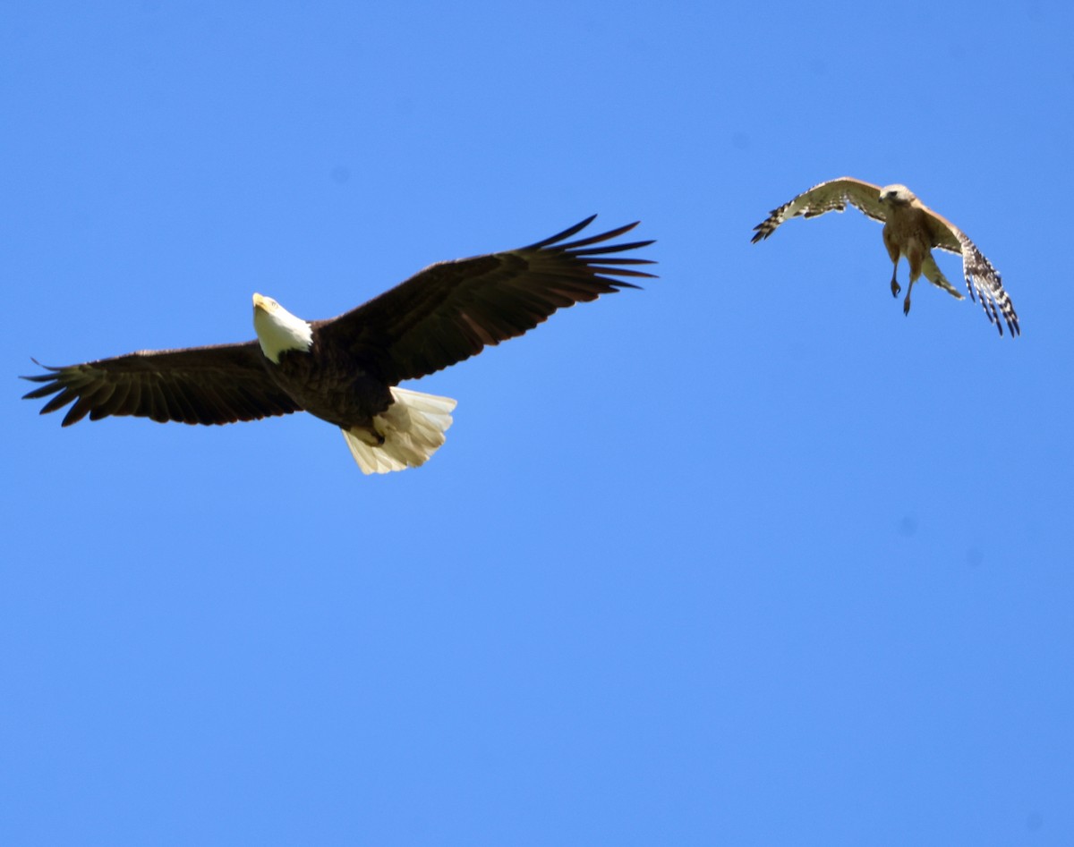 Bald Eagle - ML635351965