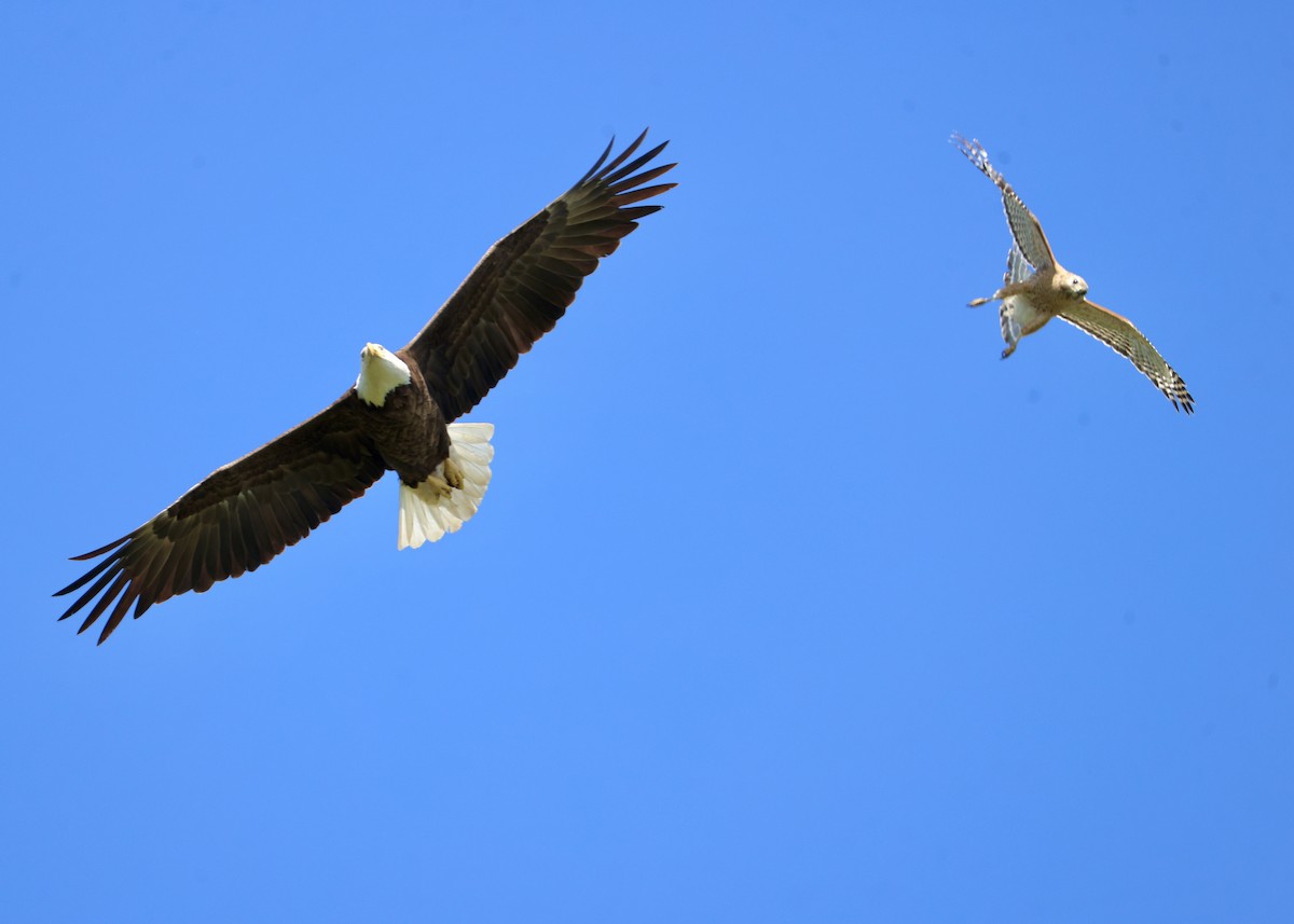 Bald Eagle - ML635351970