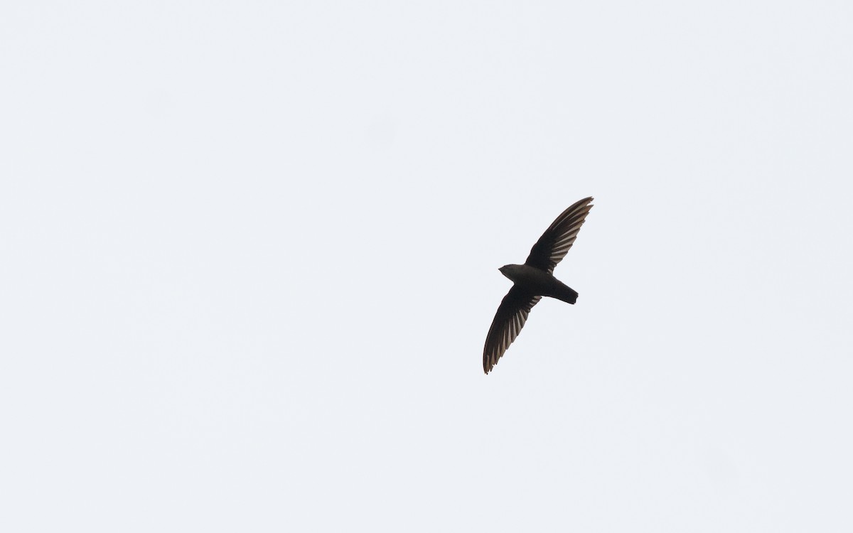 Chimney Swift - ML635351983