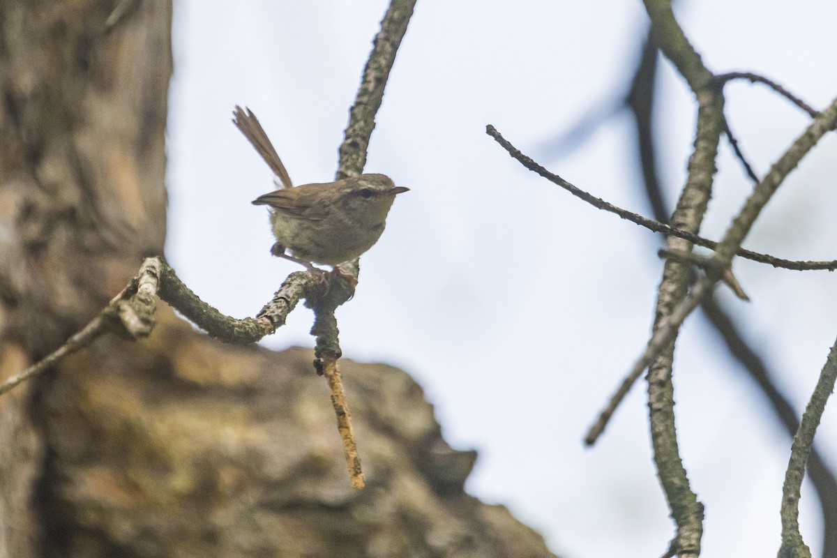 Brownish-flanked Bush Warbler - ML635351985