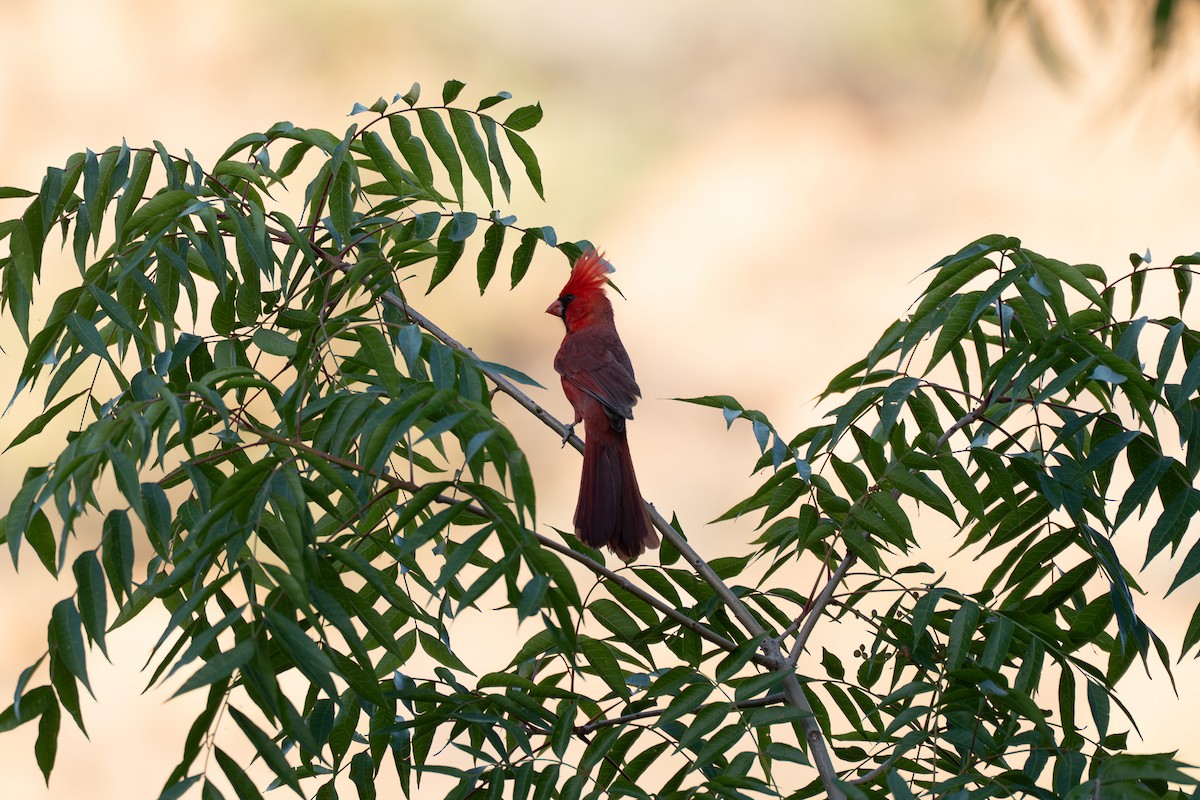 Northern Cardinal - ML635351986