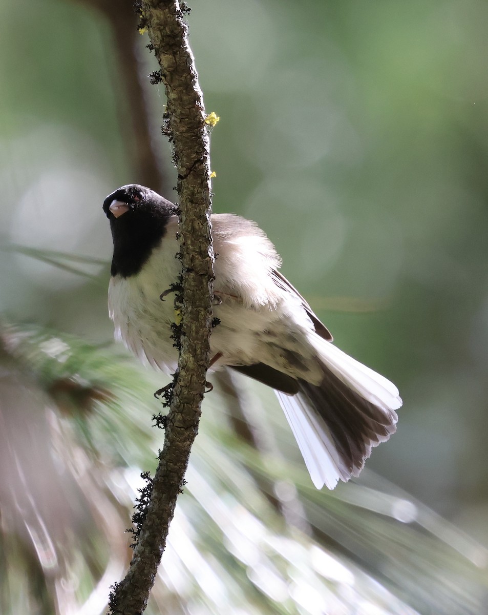 Junco ardoisé - ML635352023