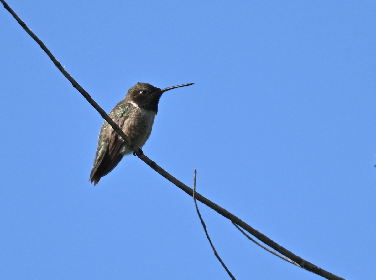 Colibrí Gorjinegro - ML635352043