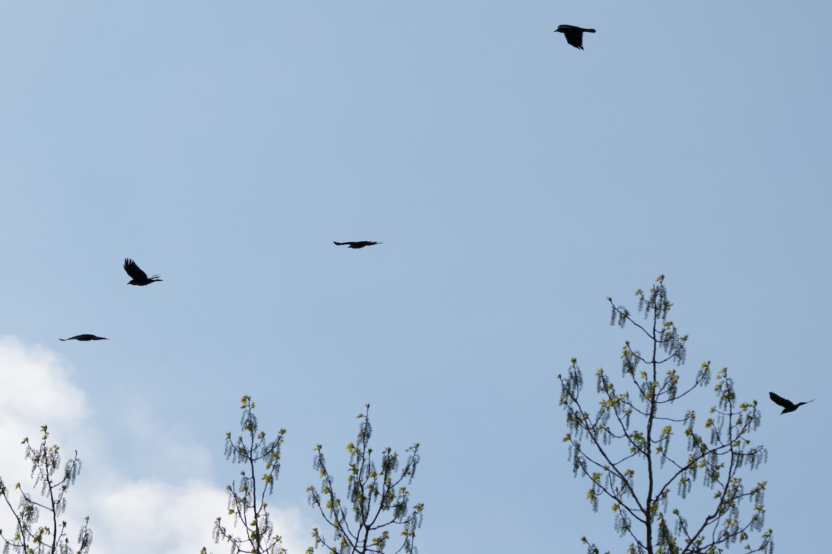 Fish Crow - ML635352087