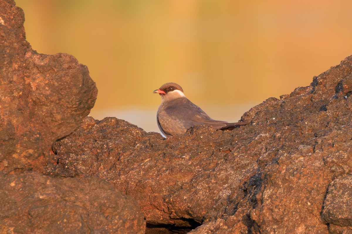 Rock Pratincole - ML635352107