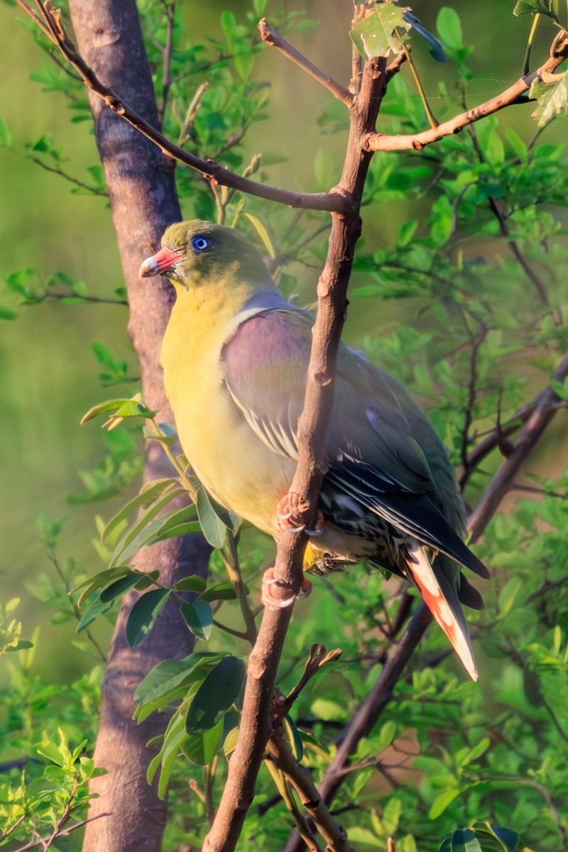 African Green-Pigeon - ML635352109