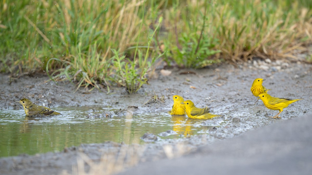 Yellow Warbler - ML635352120
