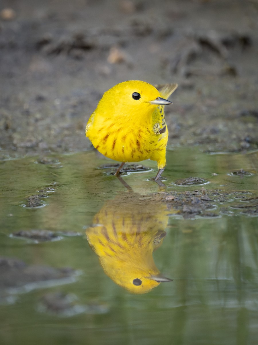 Yellow Warbler - ML635352121
