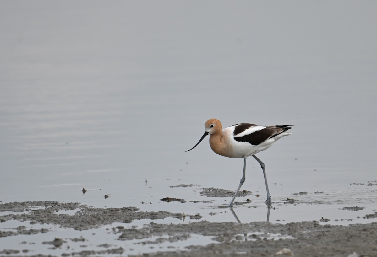 Avoceta Americana - ML635352122