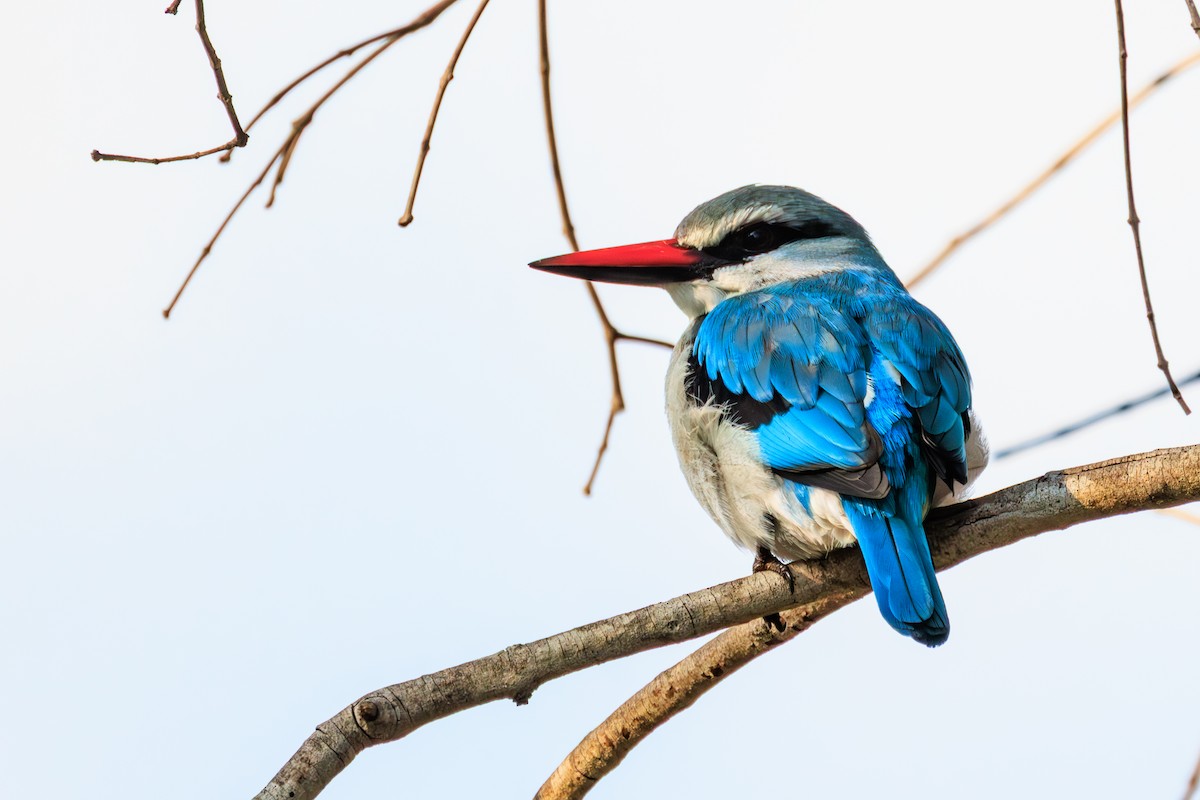 Woodland Kingfisher - ML635352125