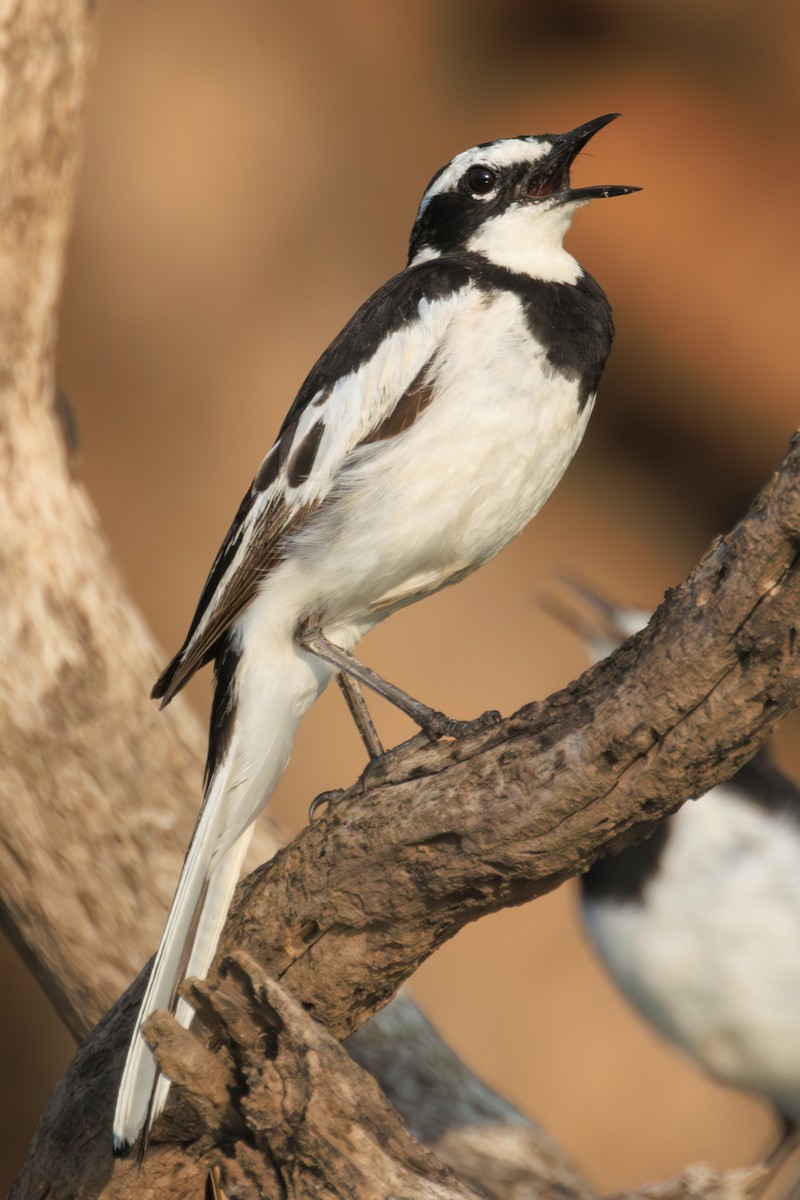 African Pied Wagtail - ML635352131