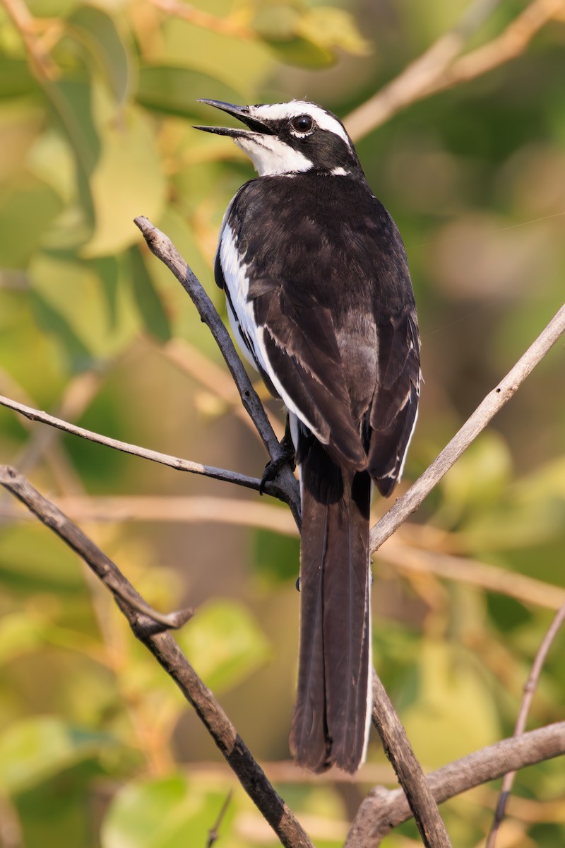 African Pied Wagtail - ML635352132