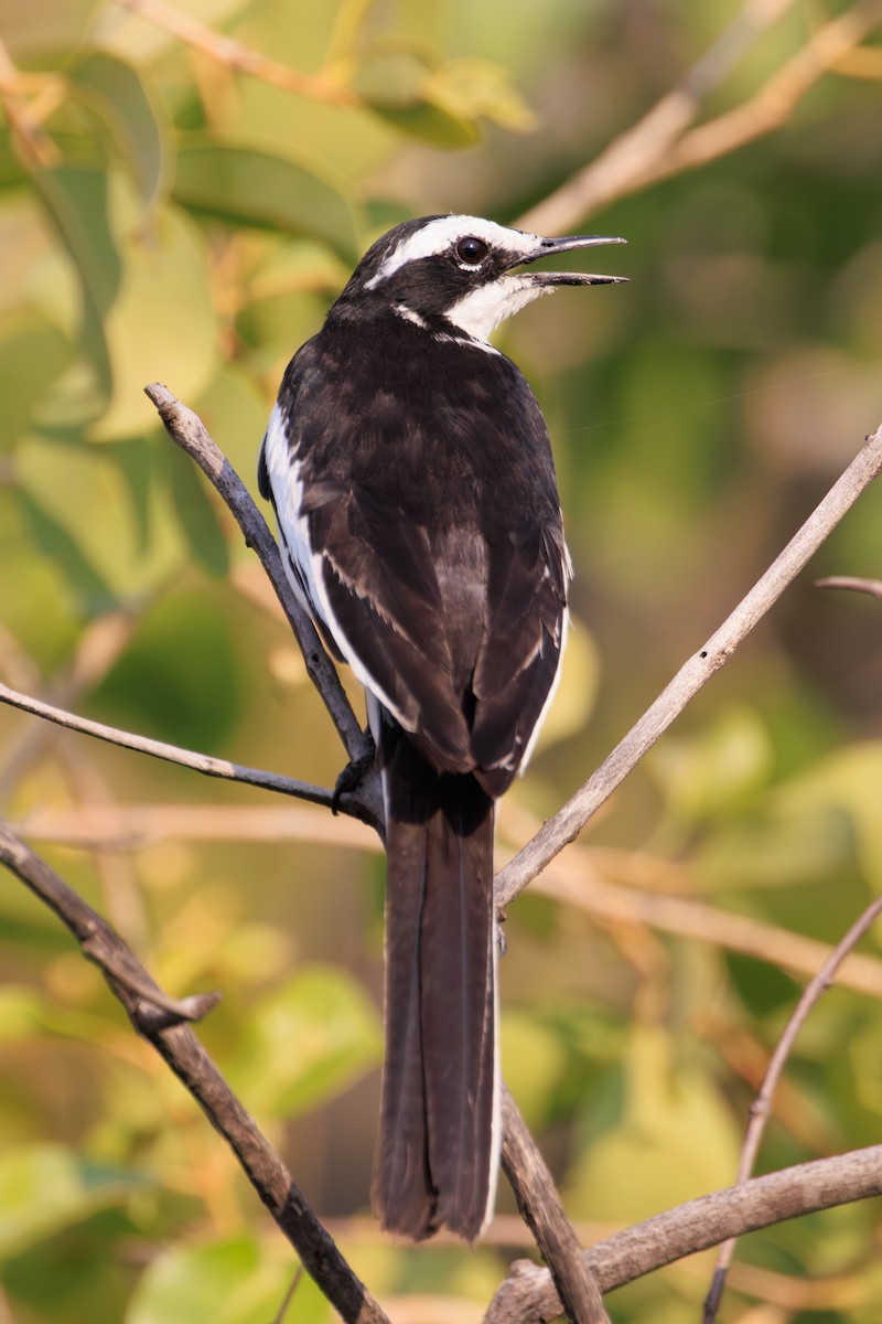 African Pied Wagtail - ML635352133