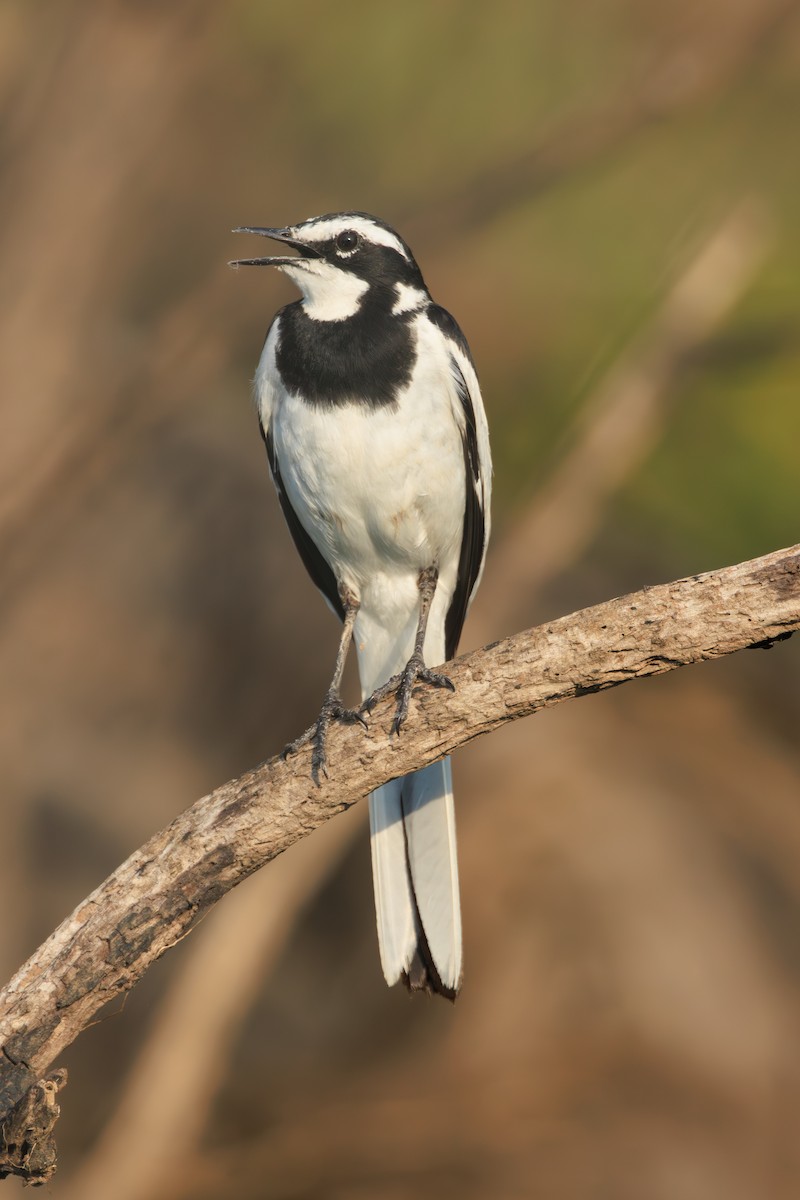 African Pied Wagtail - ML635352134