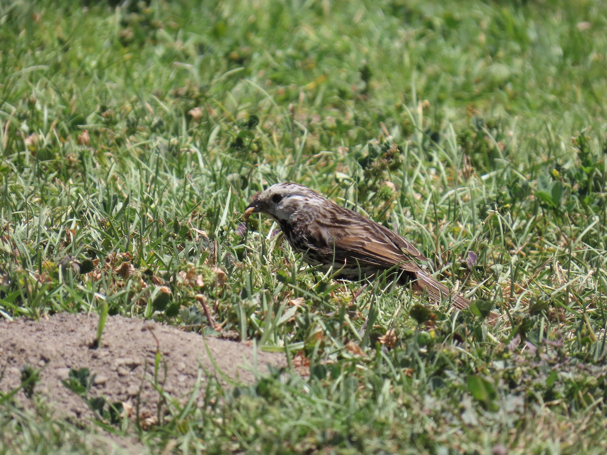 Song Sparrow - ML635352144
