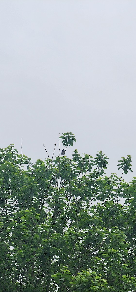 Camachuelo Carminoso - ML635352146