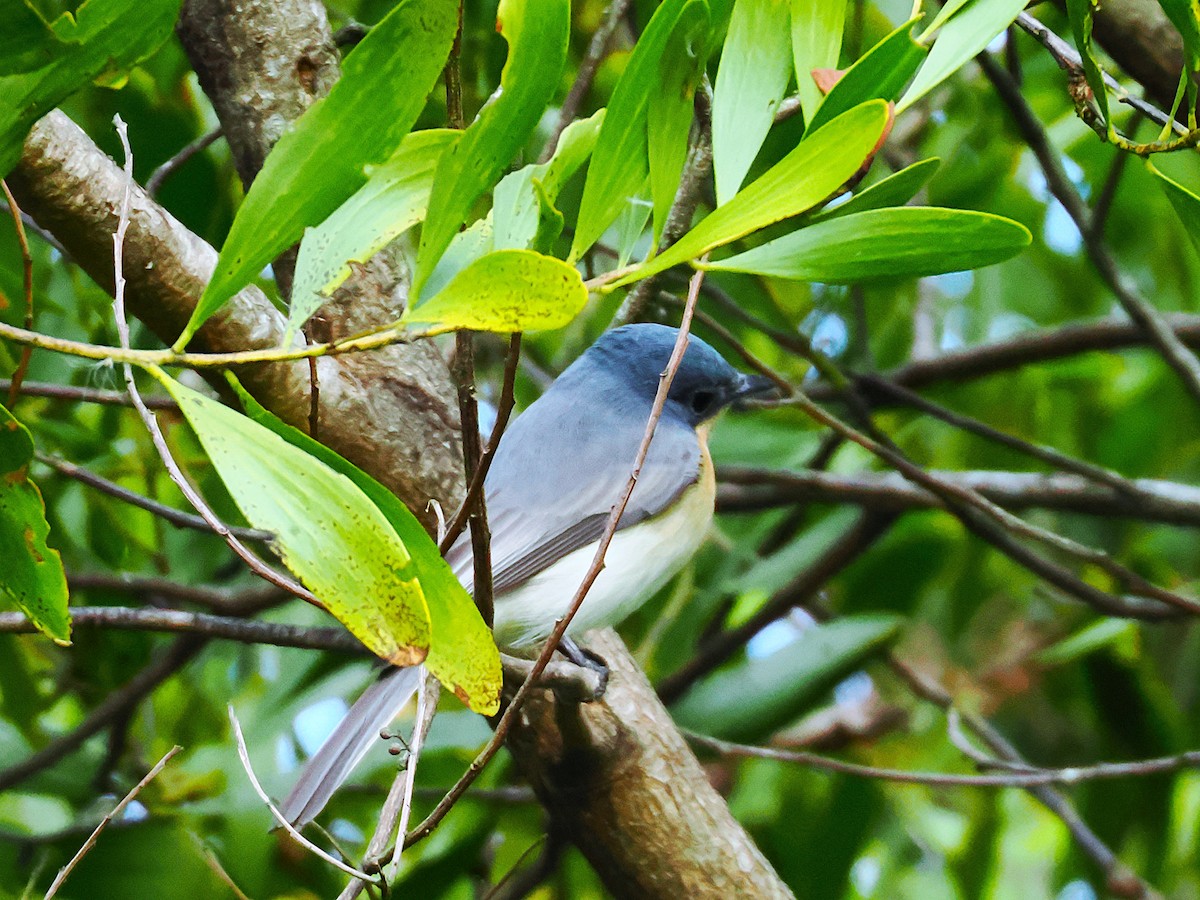 Leaden Flycatcher - ML635352239