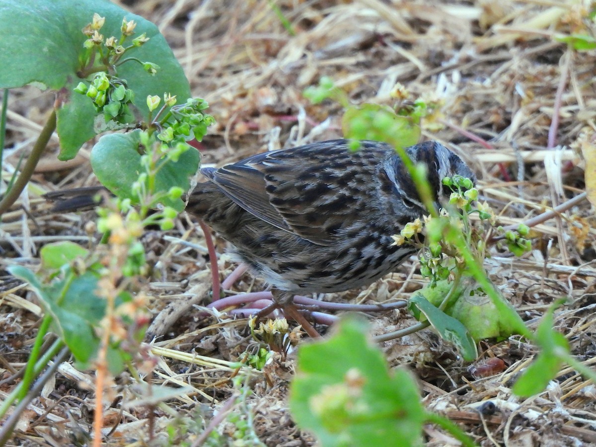Song Sparrow - ML635352242