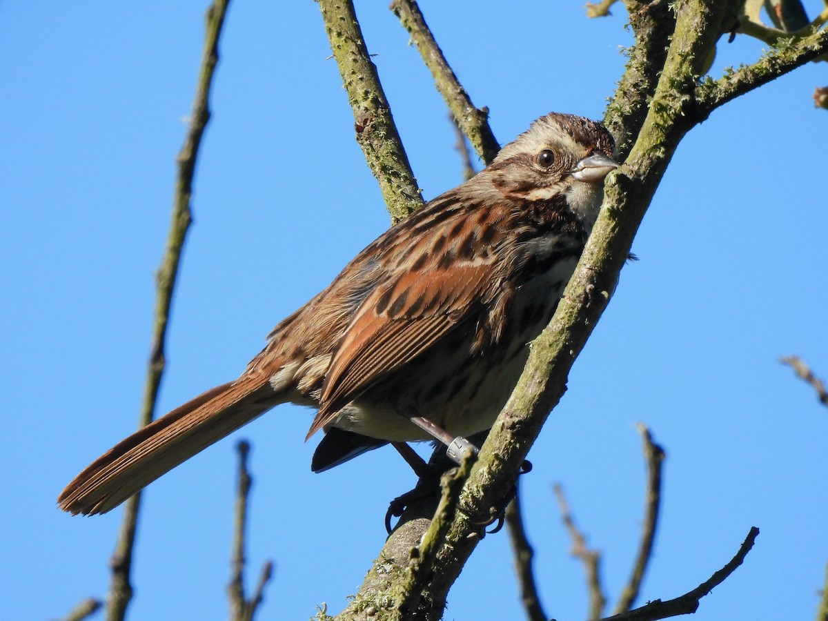 Song Sparrow - ML635352245