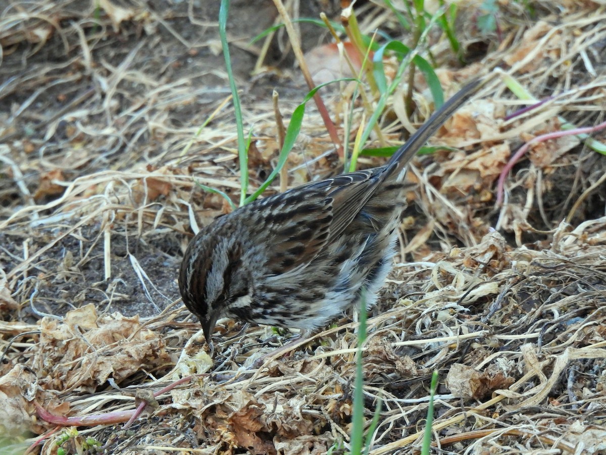 Song Sparrow - ML635352246